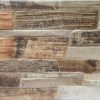 GL638060 (* Visible Random Design) dTriassic Fossil 30x60